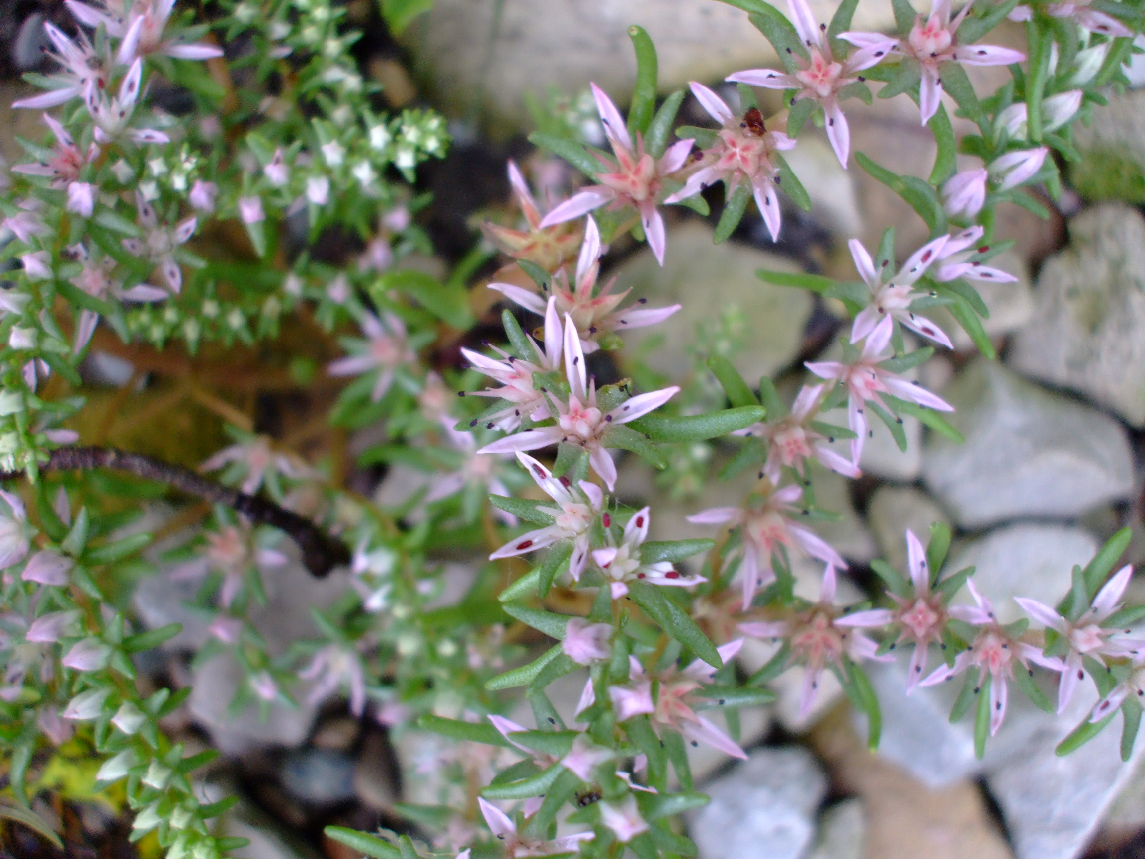 Sedum pulchellum
